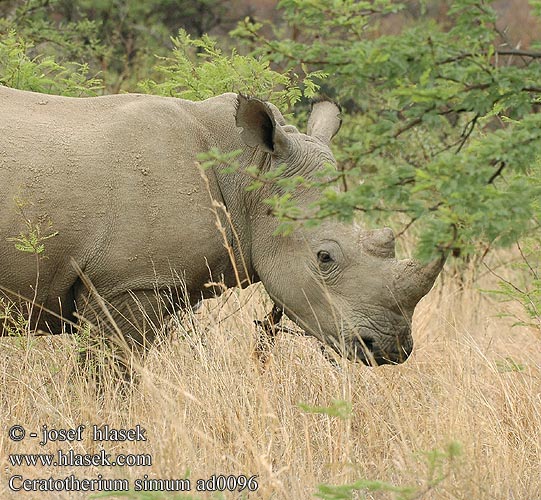 Ceratotherium simum ad0096