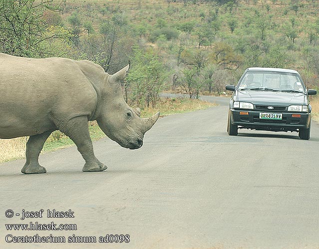 Leveähuulisarvikuono Rhinocéros blanc witte neushoorn