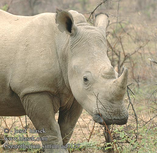 Rinoceronte bianco szélesszájú orrszarvú orrszarvúból