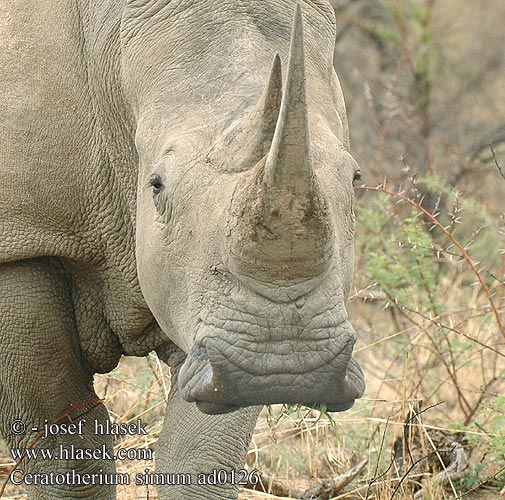 Breitmaulnashorn Nosorożec biały Nosorožec tuponosý