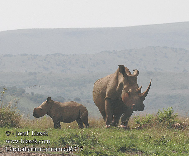 Ceratotherium simum ad6315