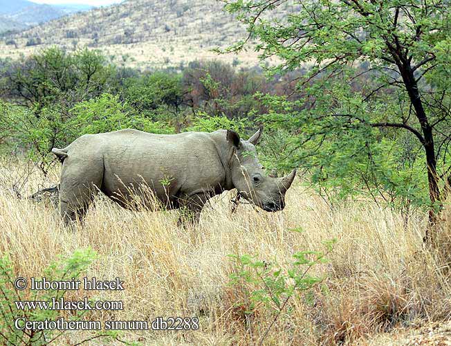 Ceratotherium simum db2288