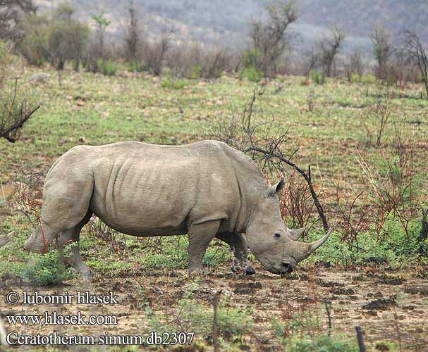 Ceratotherium simum db2307