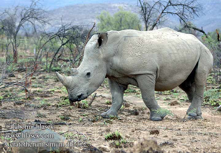 Ceratotherium simum db2322