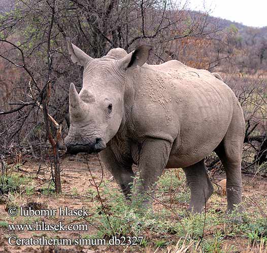 Ceratotherium simum db2327