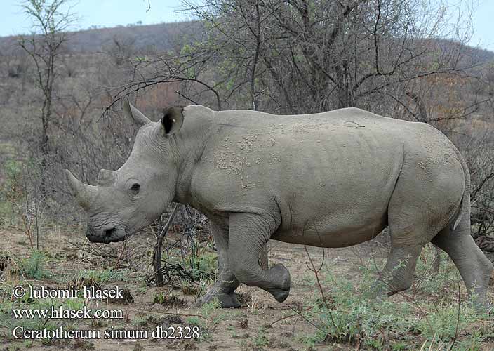 Ceratotherium simum db2328