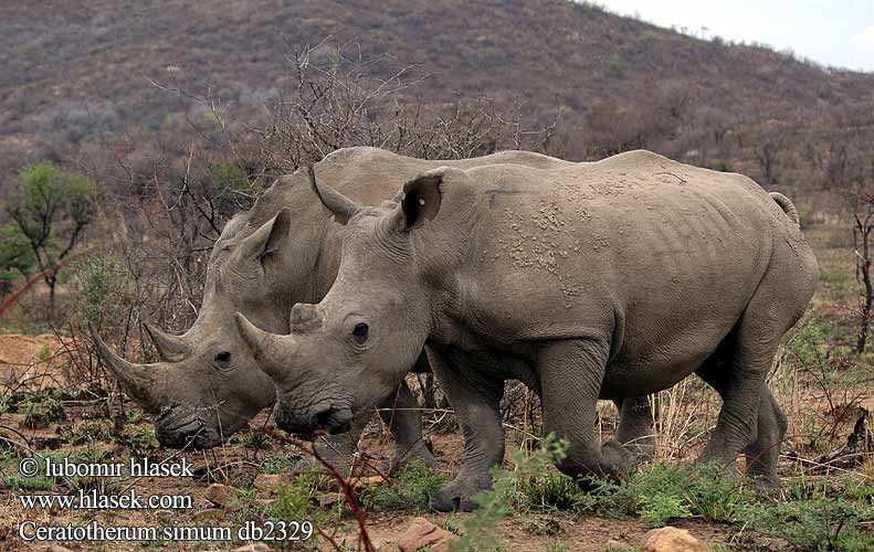 白犀 Ceratotherium simum White Rhinoceros