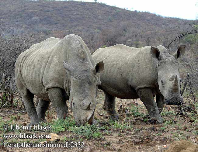 Ceratotherium simum db2332