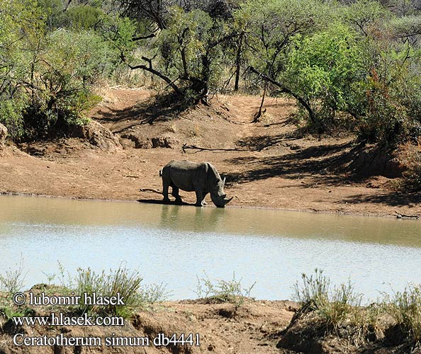 Hvidt næsehorn Leveähuulisarvikuono Rhinocéros