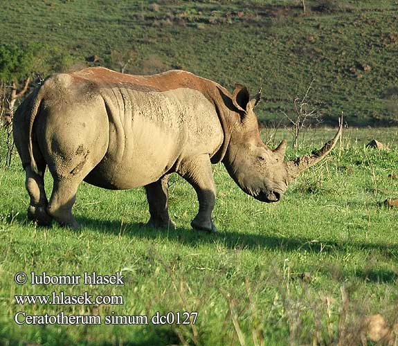 Leveähuulisarvikuono Rhinocéros blanc witte