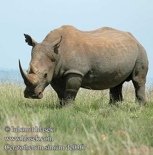 Ceratotherium simum dc0367