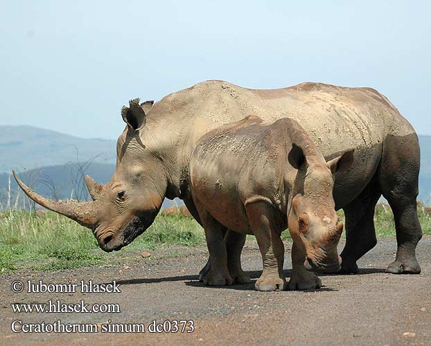 Ceratotherium simum dc0373