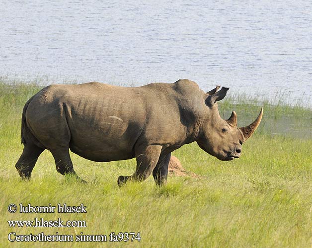 Szélesszájú orrszarvú orrszarvúból Breitmaulnashorn