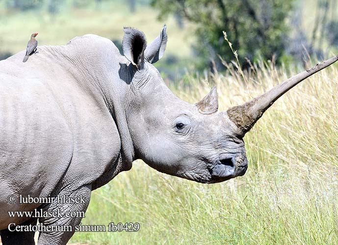 Ceratotherium simum fb0429