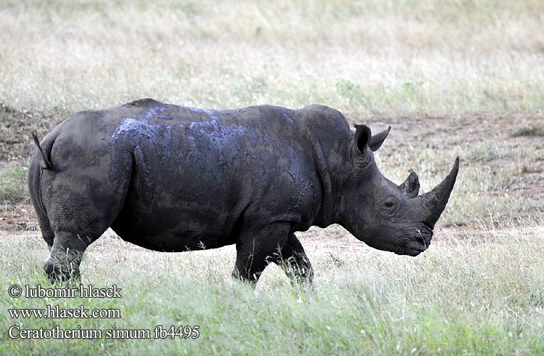 Ceratotherium simum fb4495