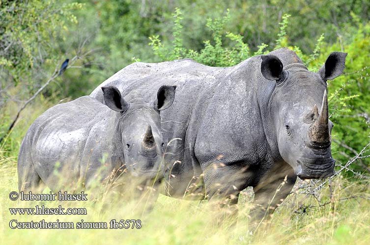 Ceratotherium simum fb5578