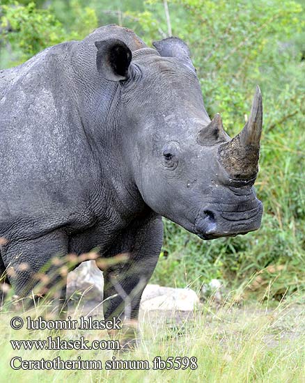 Ceratotherium simum fb5598