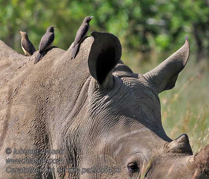 Ceratotherium_simum_pa2095433