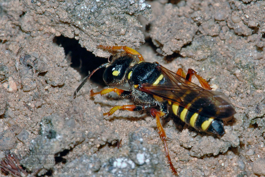 Cerceris arenaria Uzlatka písečná