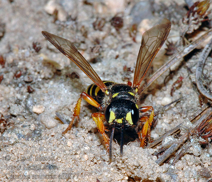 Cerceris arenaria Bienenjagende Knotenwespe