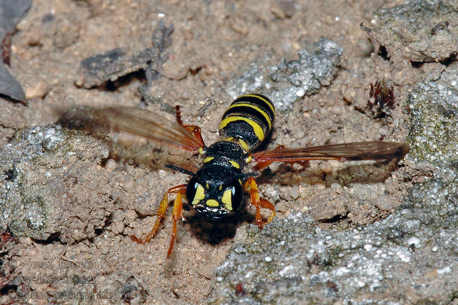 Cerceris arenaria Groefbijendoder