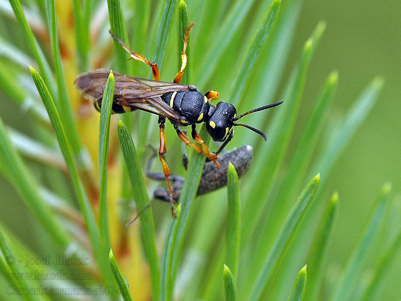 Cerceris arenaria