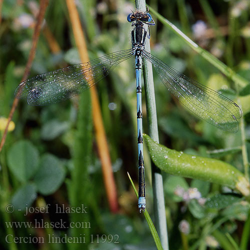 Cercion lindenii Erythromma Goblet Marked damselfly