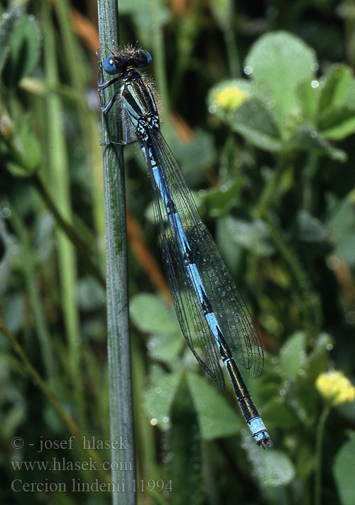 Agrion longs cercoïdes Łątka jeziorna Стрелка