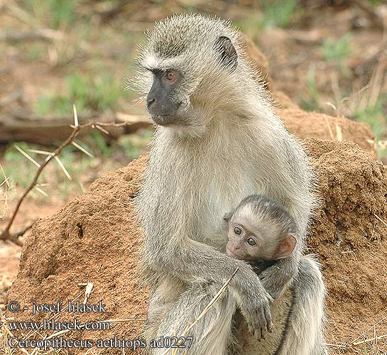 Cercopithecus aethiops Malpa Vervet Monkey