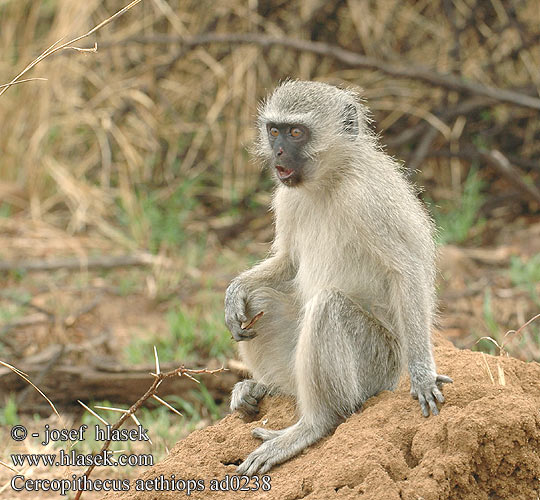 Grøn Hvidgrøn marekat Vihermarakatti Singe vervet