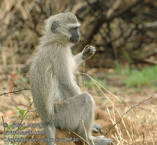 Cercopithecus aethiops ad0240