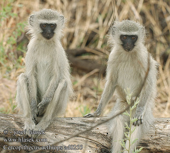 Cercopithecus aethiops ad0255