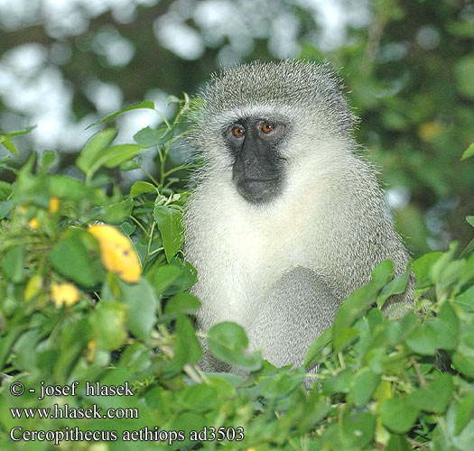 Cercopithecus aethiops ad3503