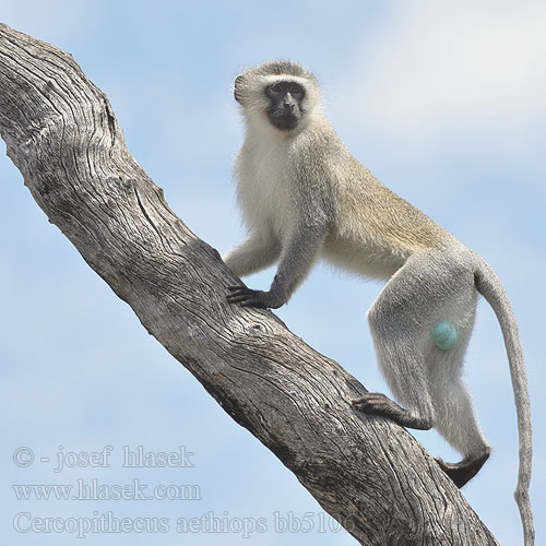 Cercopithecus aethiops bb5106