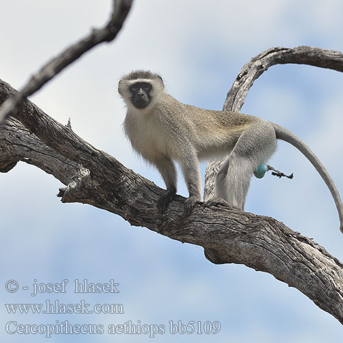 Cercopithecus aethiops bb5109