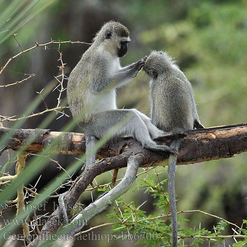 Cercopithecus aethiops bb6700