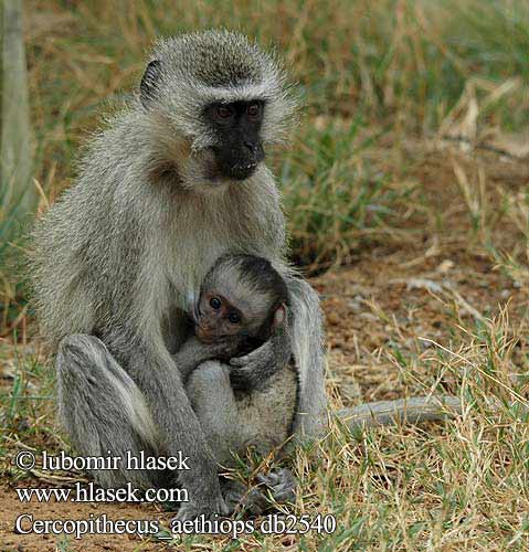 Afrika yeşil maymun Cercopithecus aethiops Malpa