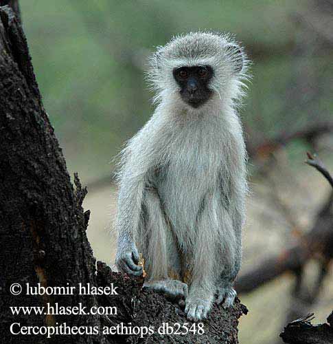 Malpa aethiops Cercopithecus Vervet Monkey