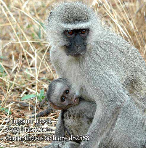 Singe vervet Groene meerkat Cercopiteco verde