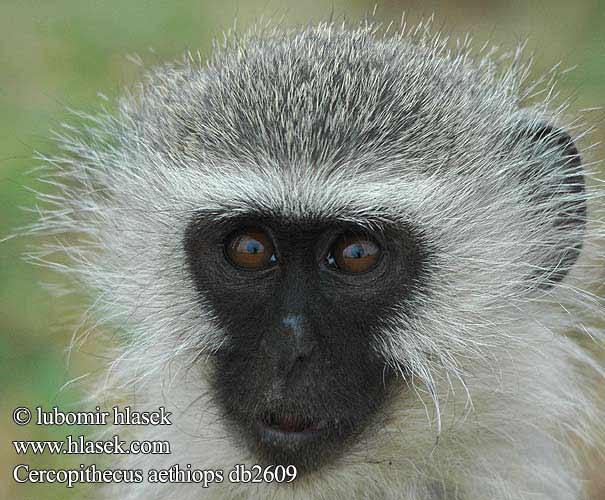 Cercopithecus aethiops db2609