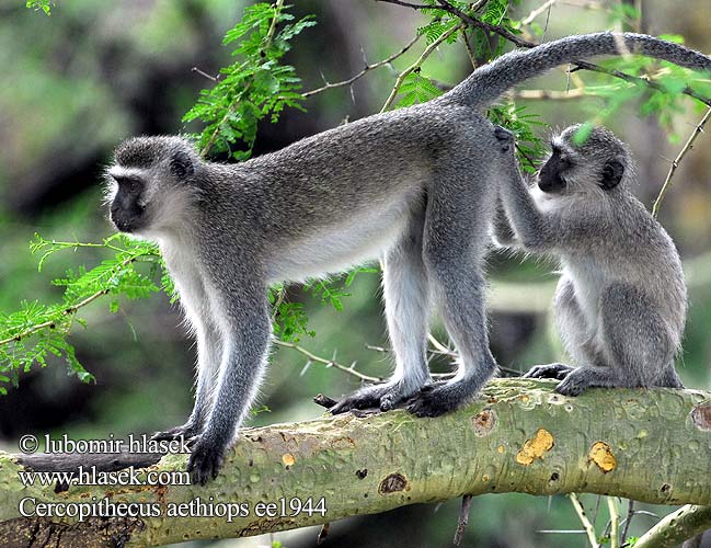 Cercopithecus aethiops ee1944