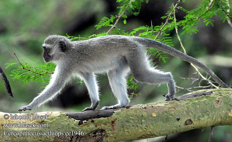 Cercopithecus aethiops ee1946