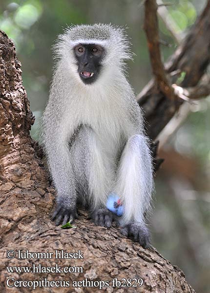 Cercopithecus aethiops fb2829