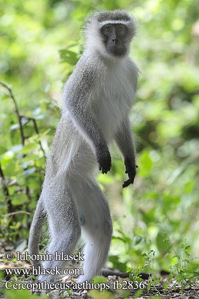 Cercopithecus aethiops fb2836