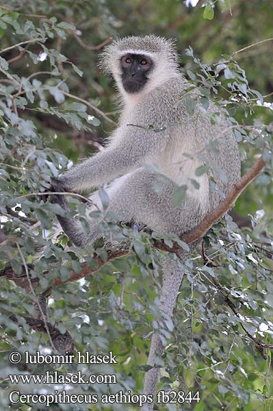 Cercopithecus aethiops fb2844