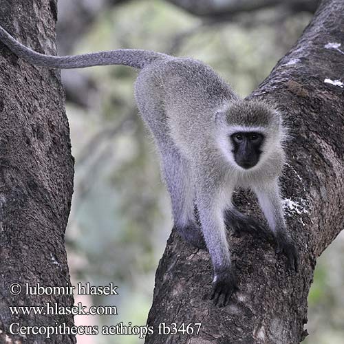 Cercopithecus aethiops fb3467