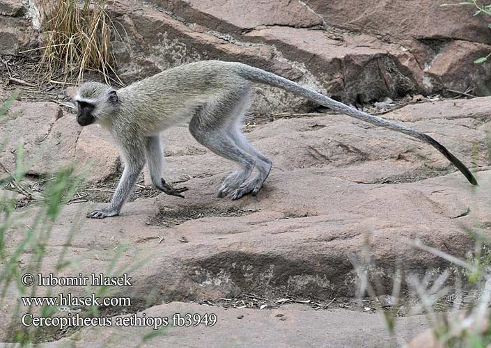 Grøn Hvidgrøn marekat Vihermarakatti Singe vervet