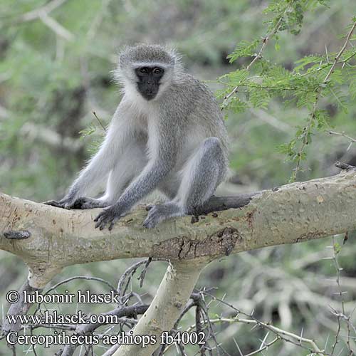 Vihermarakatti Singe vervet Groene meerkat