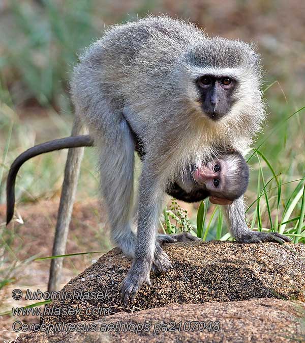 Cercopithecus aethiops Malpa