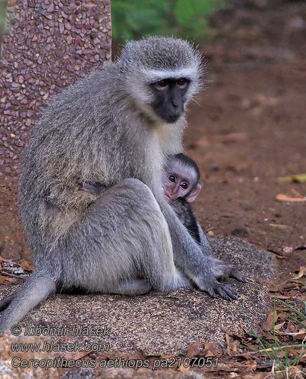 Cercopithecus_aethiops_pa2107051